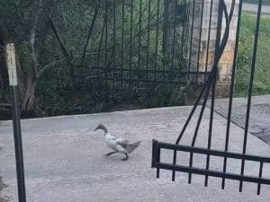 Image of Duck passing iron gatesdestroyed by a storm