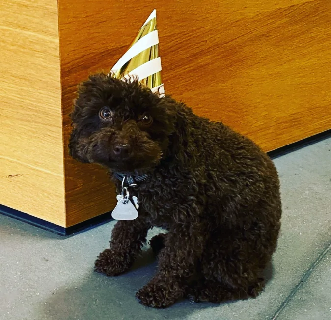 Ein dunkelbrauner Pudel, der auf dem Bode sitzt. Er trägt einen weiß-golden-gestreiften Party Hut auf.