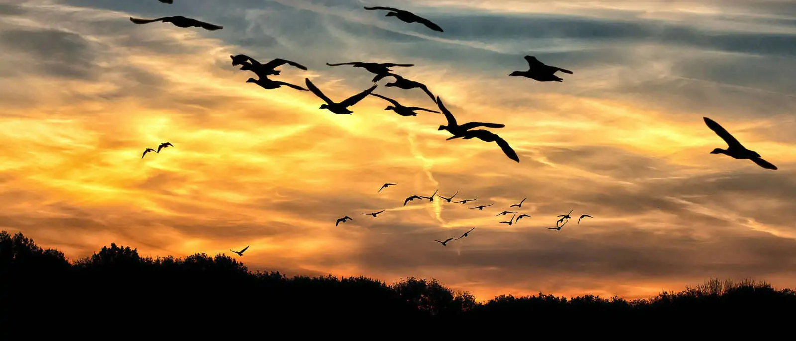 Von Vogelschwärmen zu Schwarmintelligenz in der Logistik